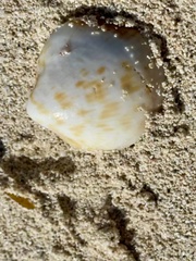 Chionopsis intapurpurea