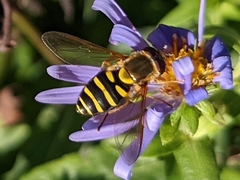 Syrphus opinator