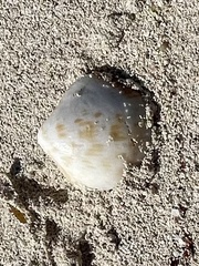 Chionopsis intapurpurea