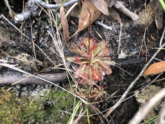 Drosera spatulata