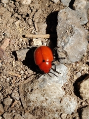 Leptinotarsa rubiginosa