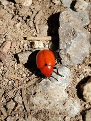 Leptinotarsa rubiginosa