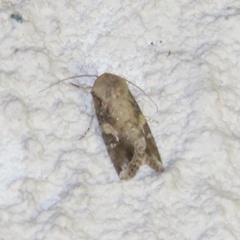 Spodoptera frugiperda