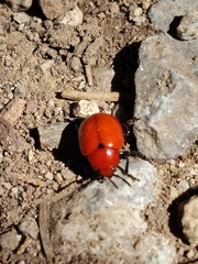 Leptinotarsa rubiginosa