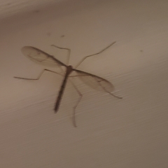 Tricyphona