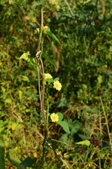 Merremia hederacea