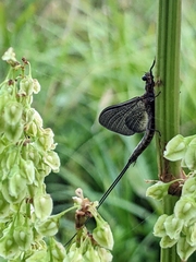 Hexagenia bilineata