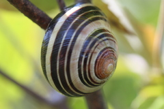 Cepaea nemoralis