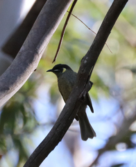 Meliphaga lewinii