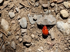 Leptinotarsa rubiginosa