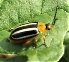 Disonycha glabrata