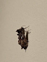Autographa precationis