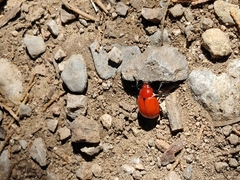 Leptinotarsa rubiginosa