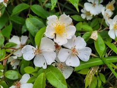 Rosa sambucina