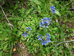 Gentiana parryi