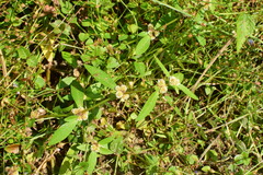 Alternanthera sessilis