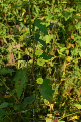 Merremia hederacea