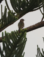 Chrysococcyx basalis