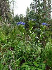 Gentiana parryi