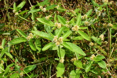 Alternanthera sessilis