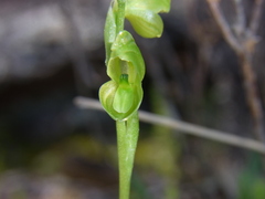 Pterostylis mutica