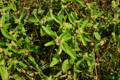 Alternanthera sessilis