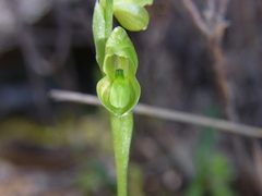 Pterostylis mutica