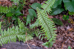 Nephrolepis exaltata