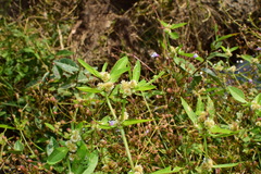 Alternanthera sessilis