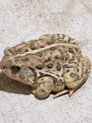 Anaxyrus cognatus