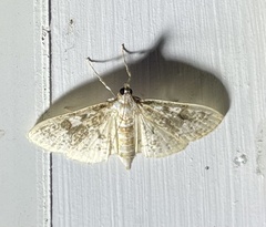 Palpita