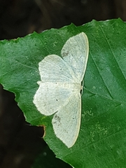 Scopula limboundata