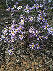 Olearia magniflora
