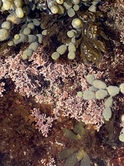 Corallina officinalis