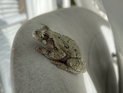 Hyla versicolor