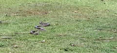 Pseudonaja textilis