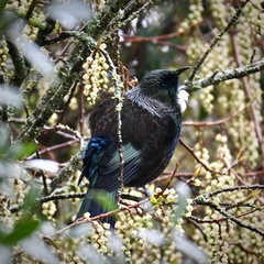 Prosthemadera novaeseelandiae novaeseelandiae