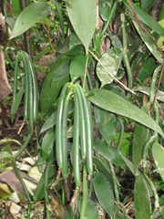 Vanilla planifolia