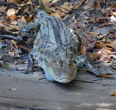Caiman crocodilus