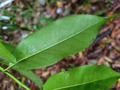 Ilex ficoidea