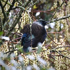 Prosthemadera novaeseelandiae novaeseelandiae