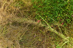 Eragrostis japonica