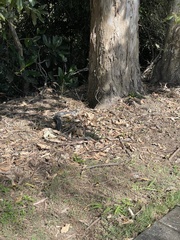 Pseudechis porphyriacus