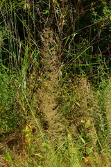 Eragrostis japonica
