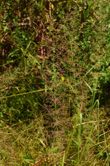 Eragrostis japonica