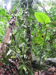 Vanilla planifolia