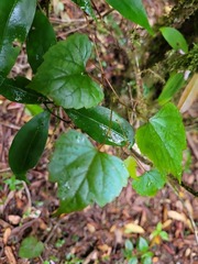 Vitis flexuosa