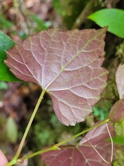 Vitis flexuosa