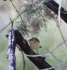 Acanthiza reguloides