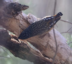 Pardalotus punctatus